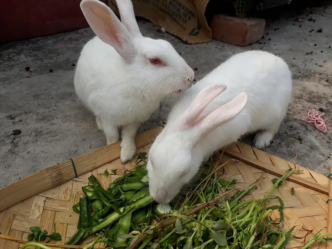تاریخچه سبزیجات مجاز خرگوش؛ از رژیم وحشی تا تغذیه مدرن