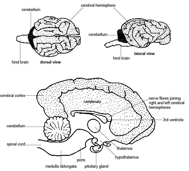 ساختار مغز پستانداران