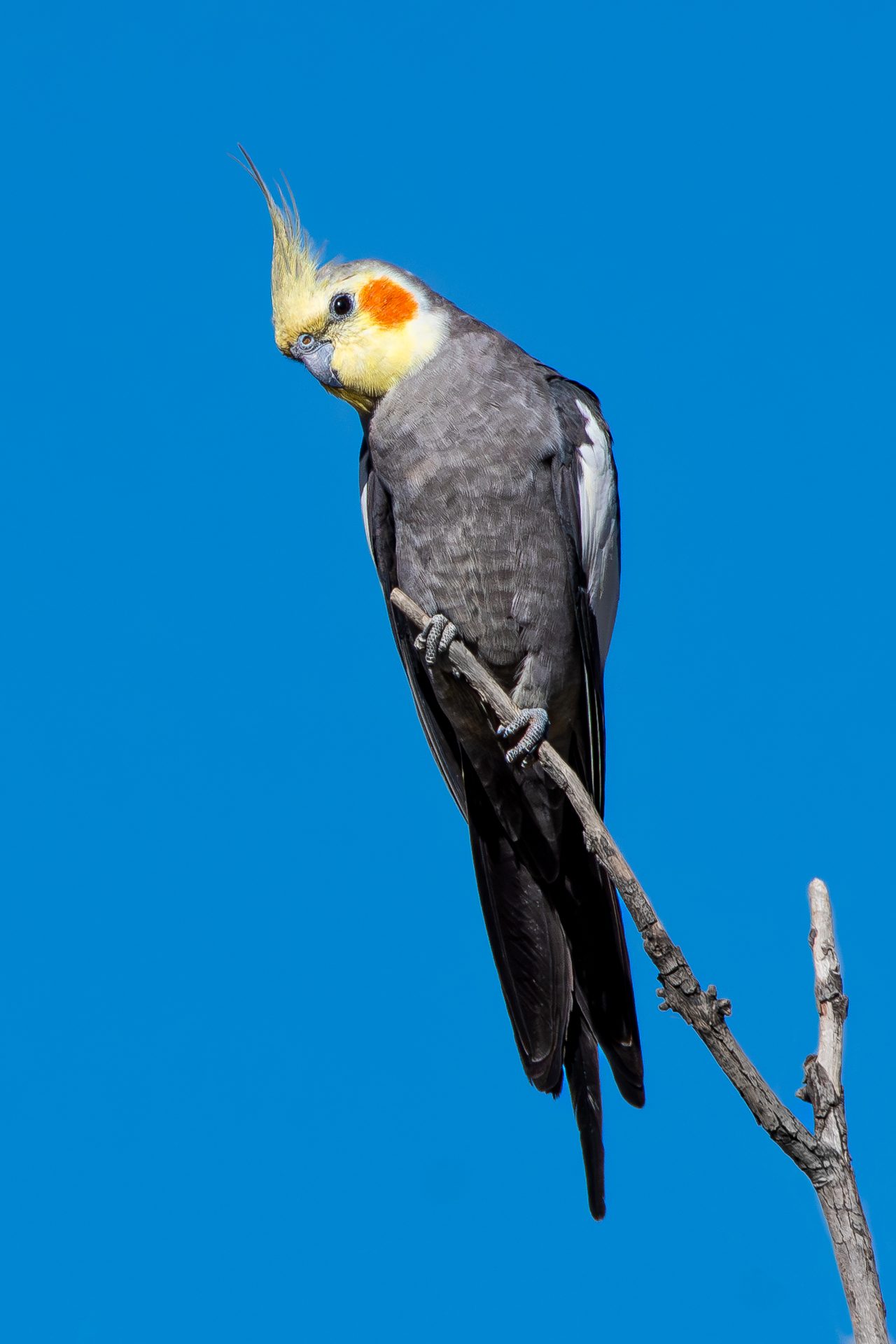 عروس هلندی (کوکاتیل)