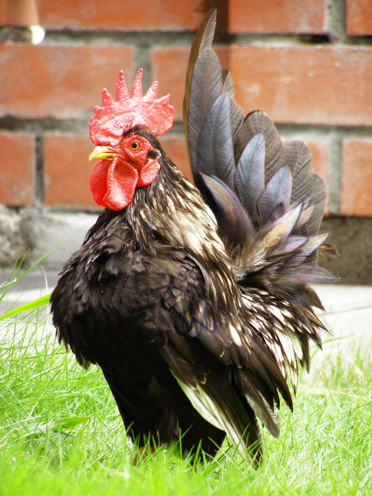 مرغ سرما (Serama)