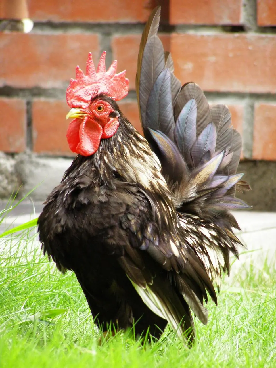 مرغ سرما (Serama)