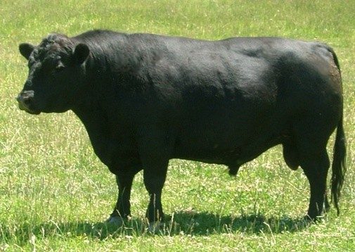 گاو مینیاتوری (لو لاین)