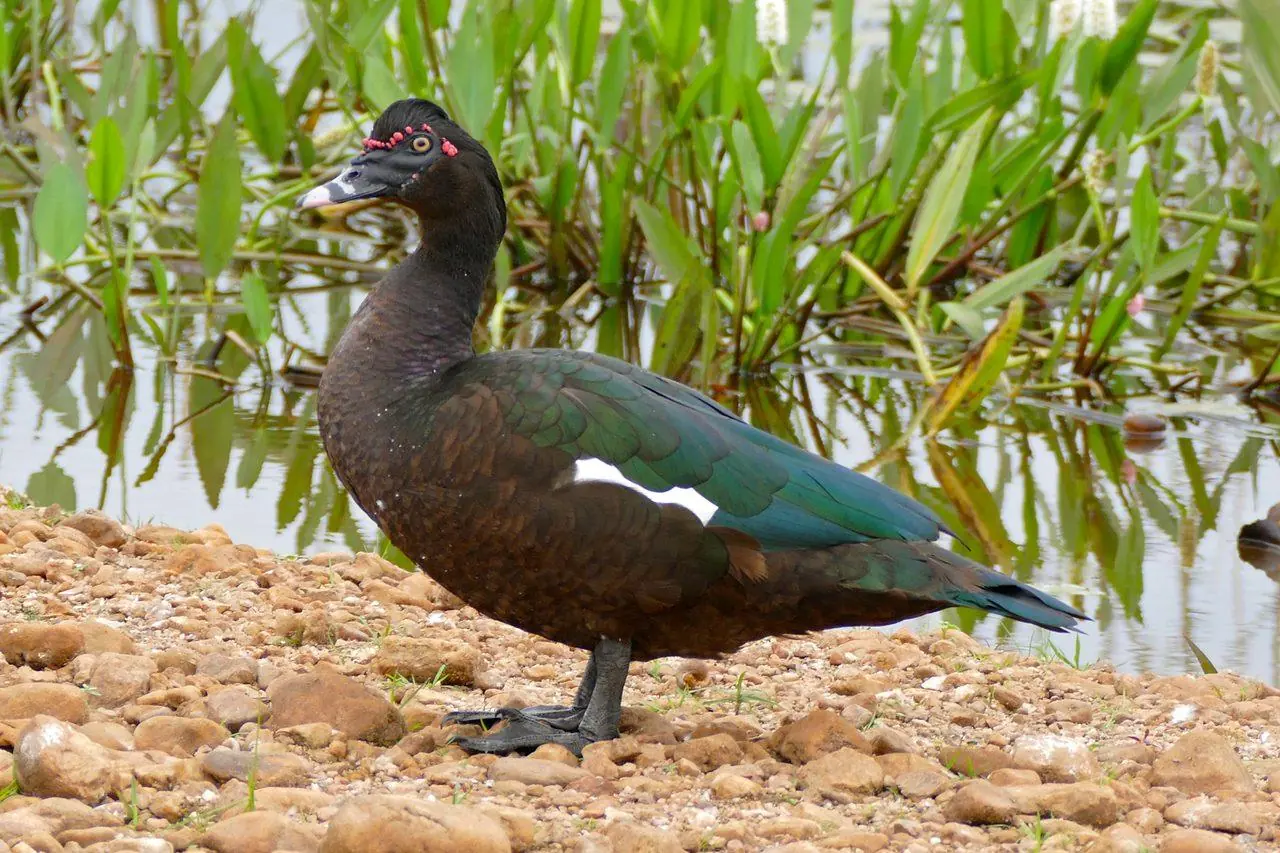 اردک ماسکووی