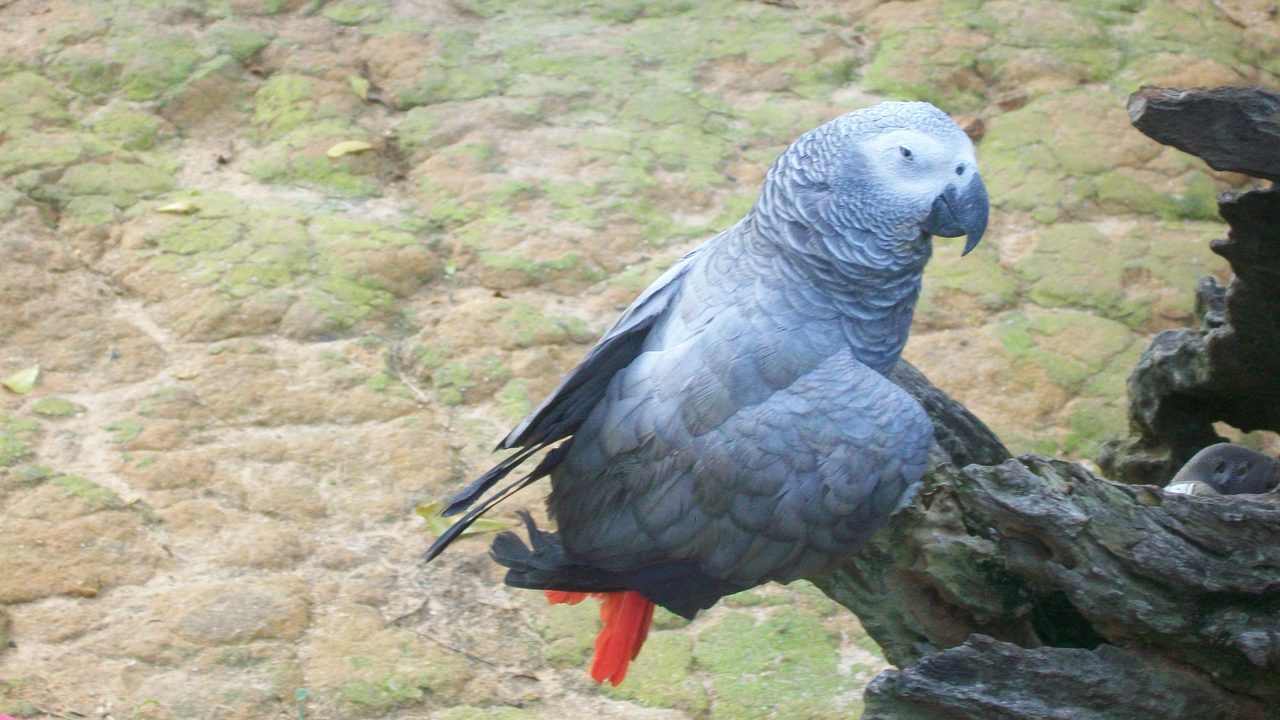 طوطی کاسکو