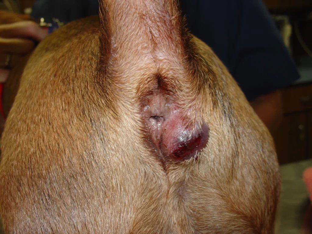 عکس واقعی مرتبط با مشکلات غدد مقعدی: Anal gland abscess