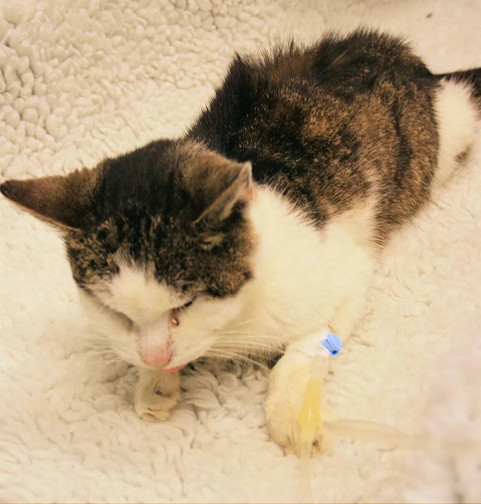 عکس واقعی مرتبط با نارسایی مزمن کلیه: Katze CNI Infusion.JPG