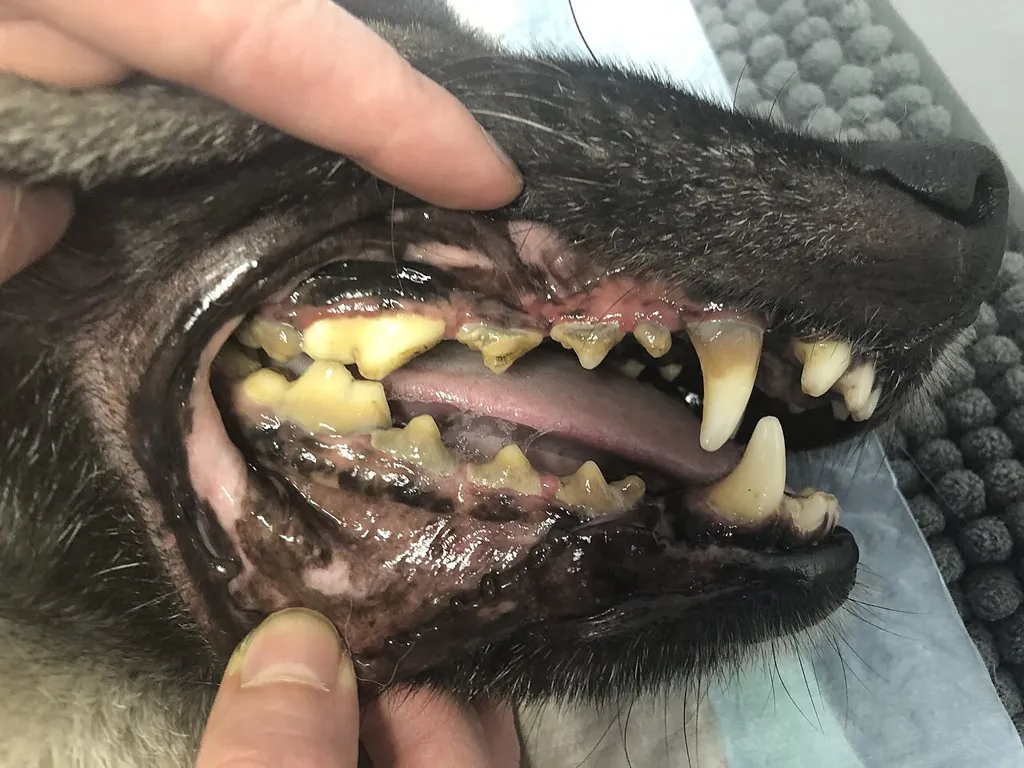 عکس واقعی مرتبط با بیماری پریودنتال: Canine periodontal disease - dental calculus and gingivitis.jpg
