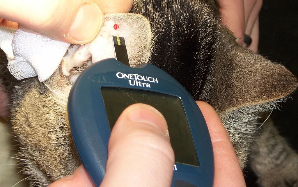 عکس واقعی مرتبط با دیابت قندی: Glucose-measurement-cat.jpg