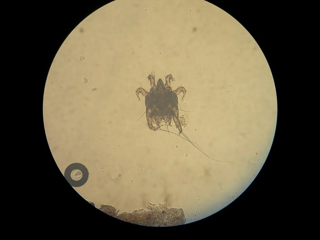 عکس واقعی مرتبط با جرب گوش: Otodectes cynotis young dog Fourrure.jpg