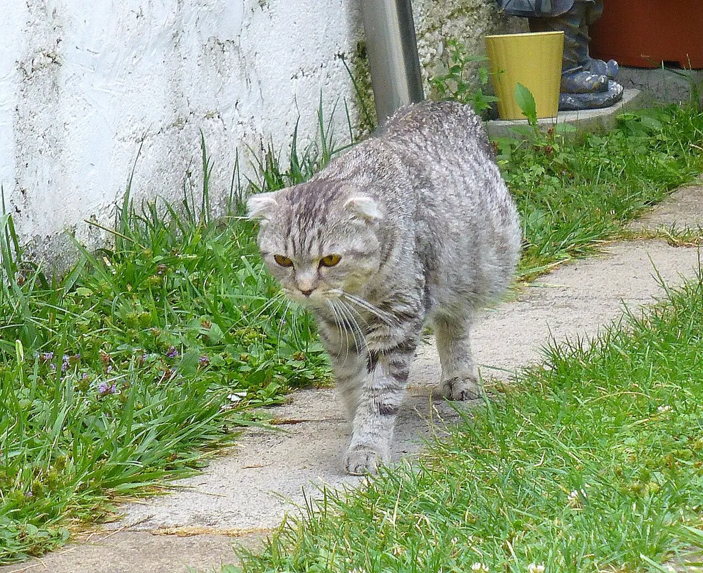 عکس واقعی مرتبط با FIP (پریتونیت عفونی گربه): Fip-infected-cat.JPG