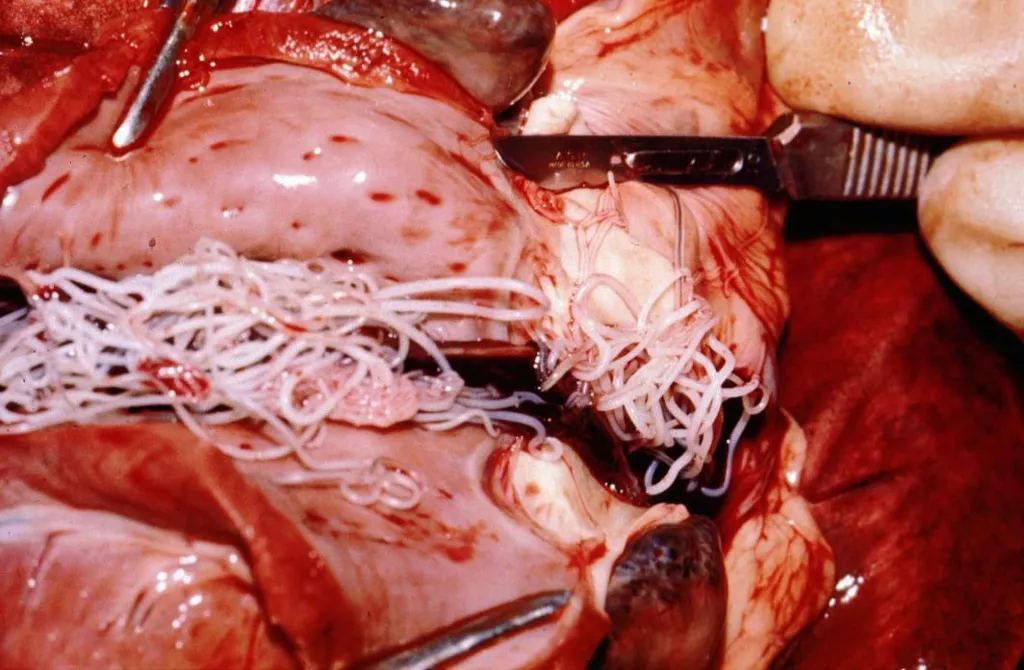 عکس واقعی مرتبط با کرم قلب: Dirofilaria-immitis-dog-heart.jpg