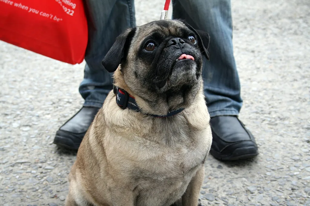 عکس واقعی مرتبط با چاقی: Overweight pug, senior dog (8109018571)