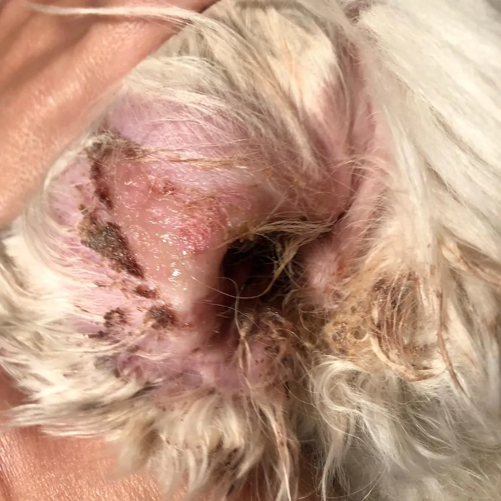 عکس واقعی مرتبط با اوتیت خارجی: Canine otitis externa - inflamed ear canal opening with discharge.jpg