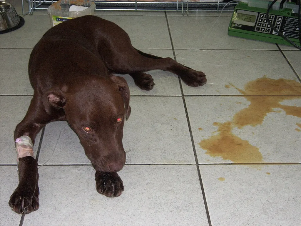 عکس واقعی مرتبط با پارو ویروس: Parvovirosis-dog.JPG
