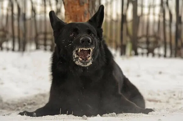 عکس واقعی مرتبط با هاری: Rabid dog 2.jpg